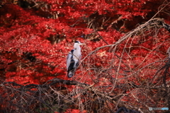 アオの紅葉