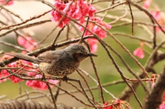 花とヒヨドリ