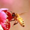 梅とミツバチ ２