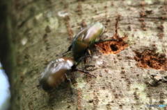 カナブンの決闘