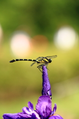 紫の花の先端で