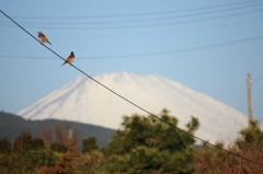 富士山とツグミ