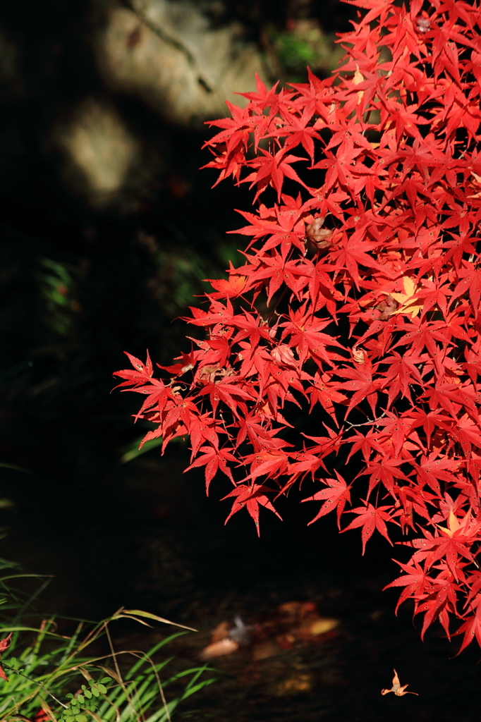 紅葉と水の流れ ２