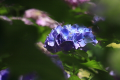 植物園の紫陽花