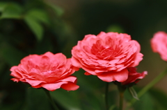 花フェスタ記念公園 １０