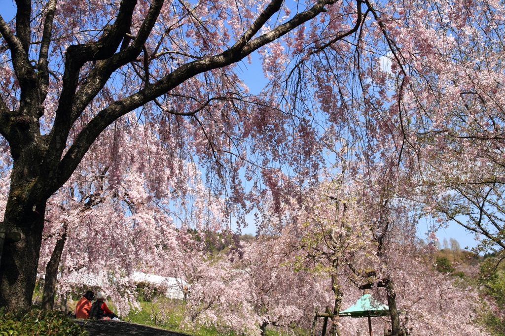 ピンクの花に囲まれて