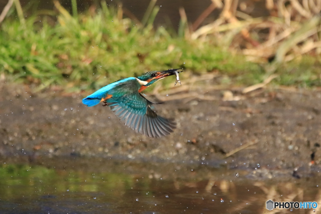 狩り成功！