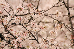 五条川の桜－4