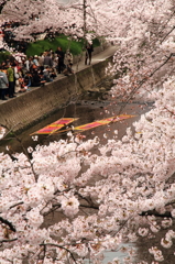 五条川の桜とカメラマンたち