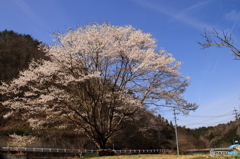 １本桜