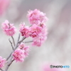 梅花（淡）