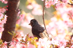 花に囲まれて―ヒヨドリ１