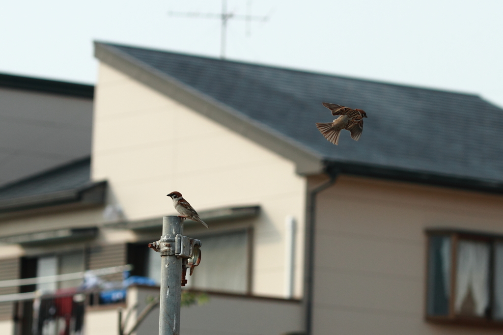 スズメの飛行シーン 1
