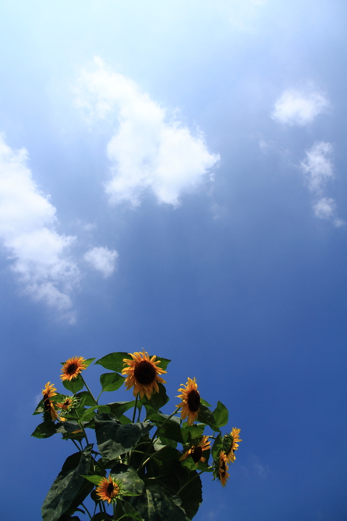 ひまわりと夏の青空