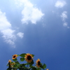 ひまわりと夏の青空