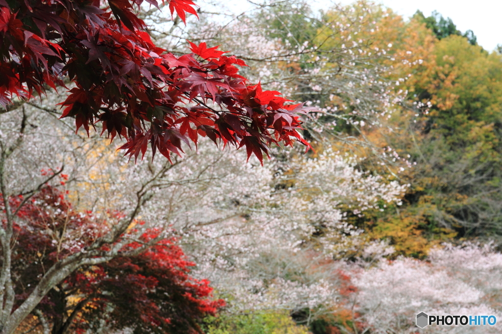 紅葉と四季桜のコラボ １