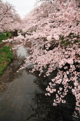 五条川の桜－1