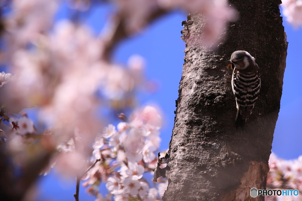 花見のコゲラ
