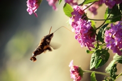 野山の蝶－ホシホウジャク