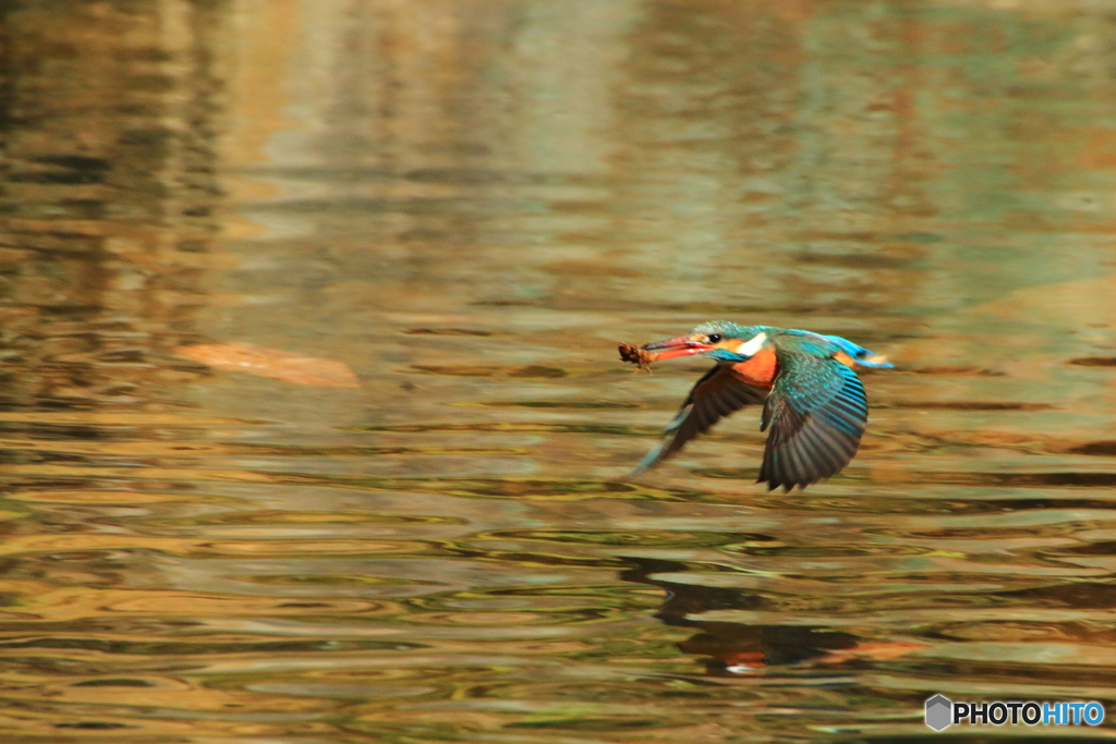 カワセミ 7（獲ったど～！）
