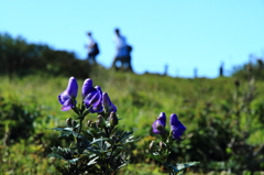 初秋の伊吹山－トリカブトの花と登山者