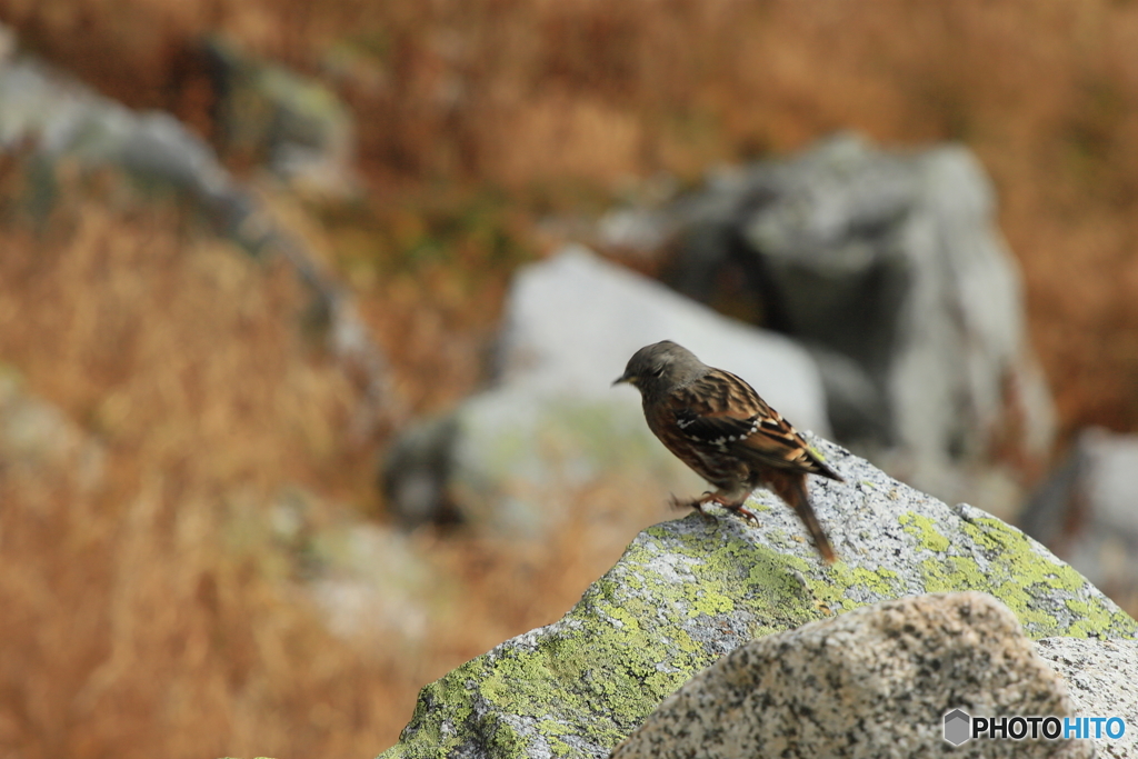 高山の鳥2