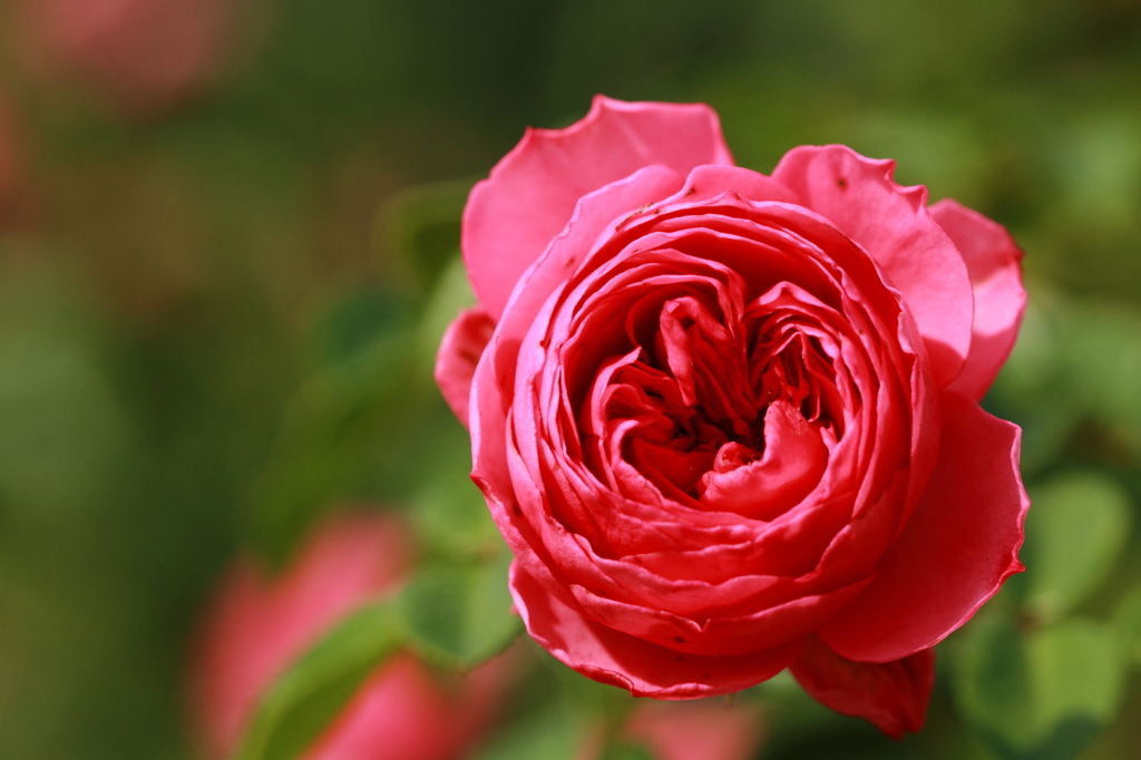 花フェスタ記念公園 １４