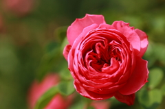 花フェスタ記念公園 １４