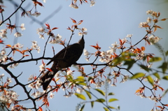 やっぱ、桜が好き！