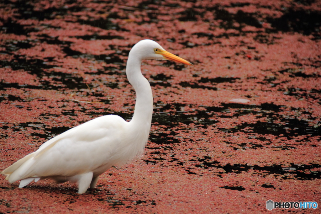 沖縄の鳥－チュウサギ３
