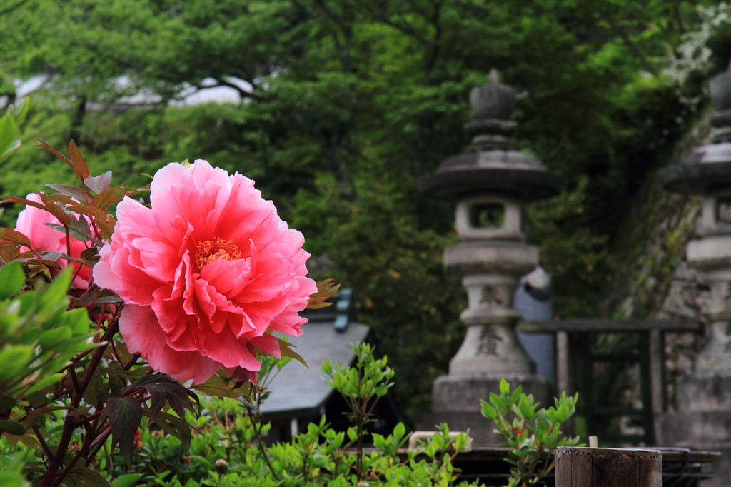 長谷寺－ボタン