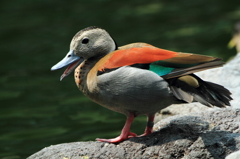 花鳥園の鳥たち 4