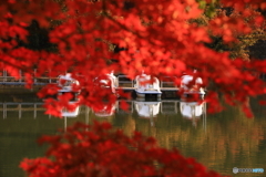 紅葉から覗き見た足漕ぎボート