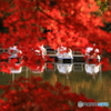 紅葉から覗き見た足漕ぎボート