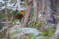みたび相思鳥 2