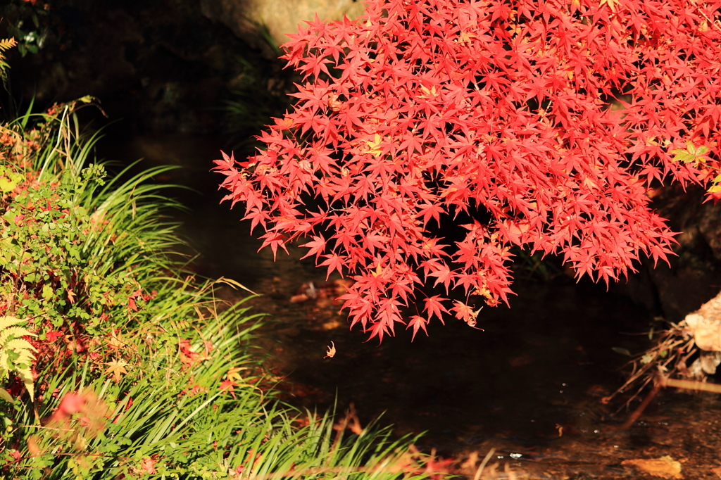 紅葉と水の流れ １