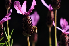ラベンダーの花とミツバチ １