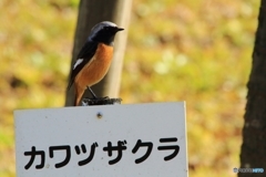 ジョウビタキと河津桜・・・