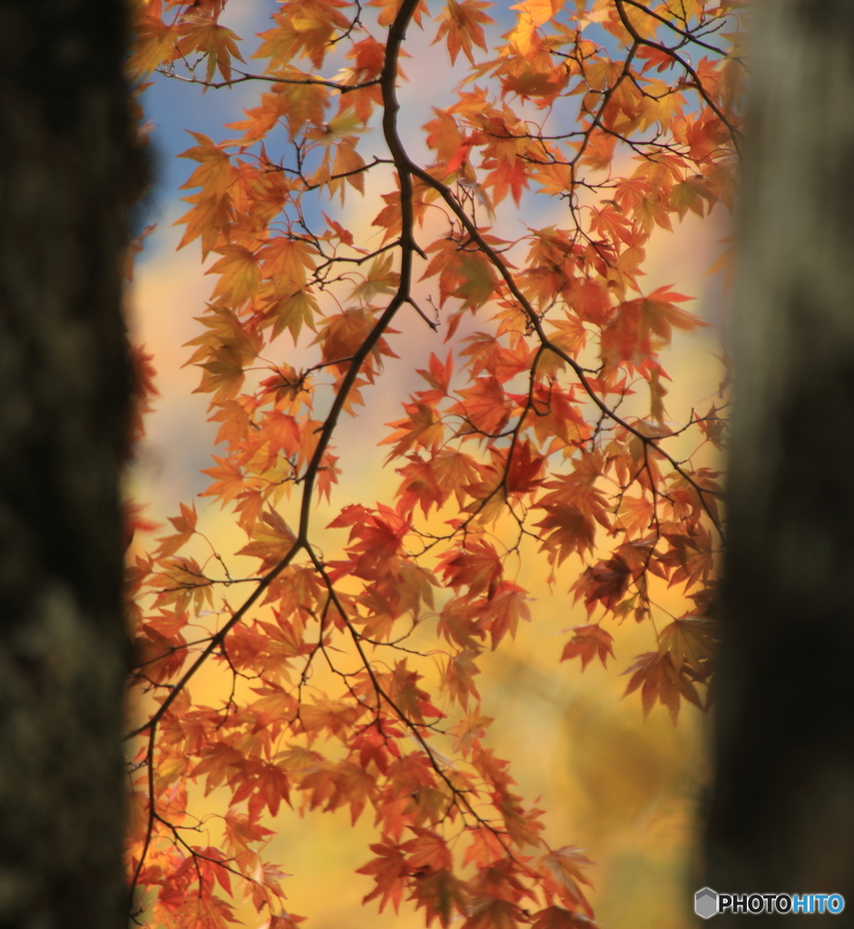 山の紅葉