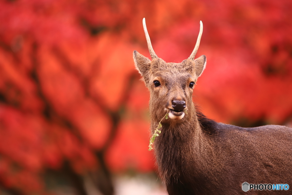 紅葉とともに