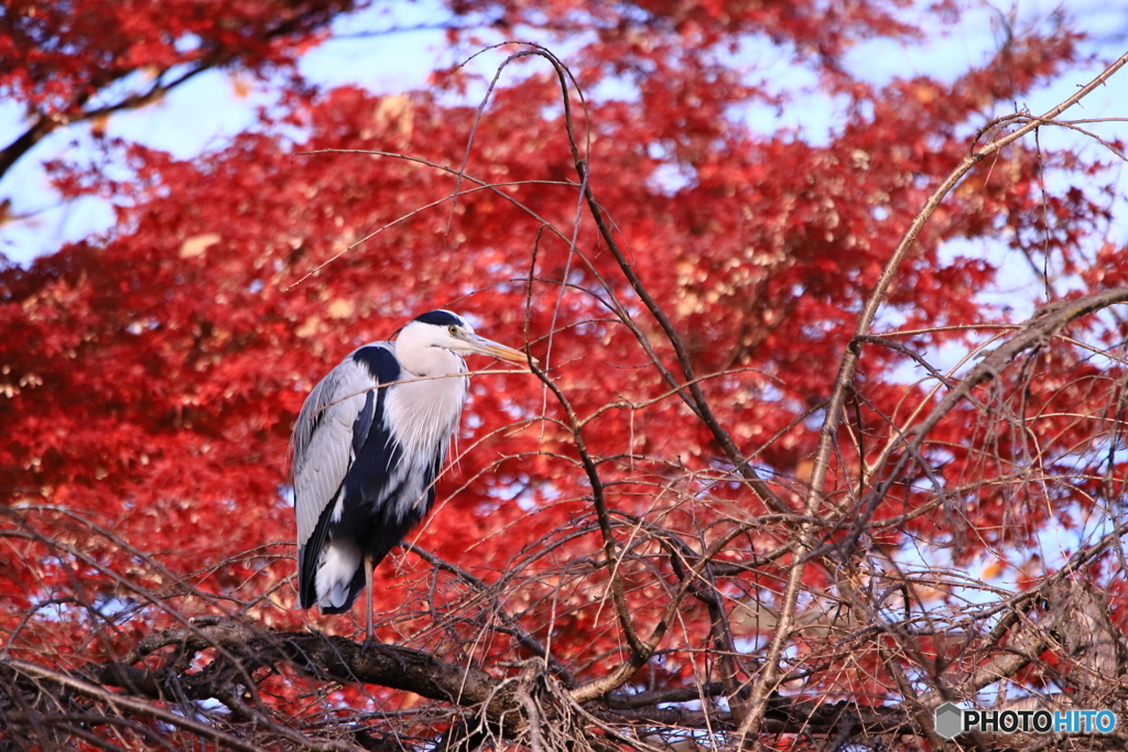 アオの紅葉 2