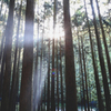 Rays Of Light