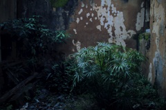 The Abandoned Palace