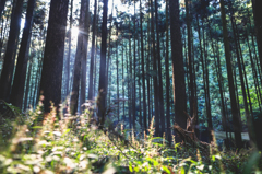 Rays Of Light
