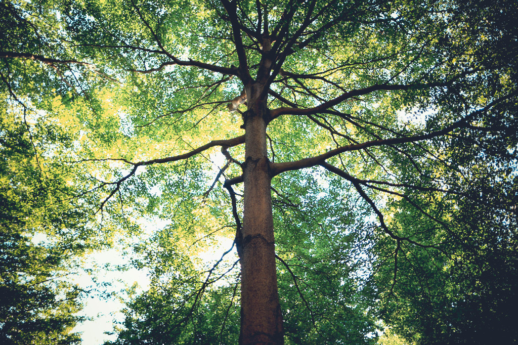Under The Tree 