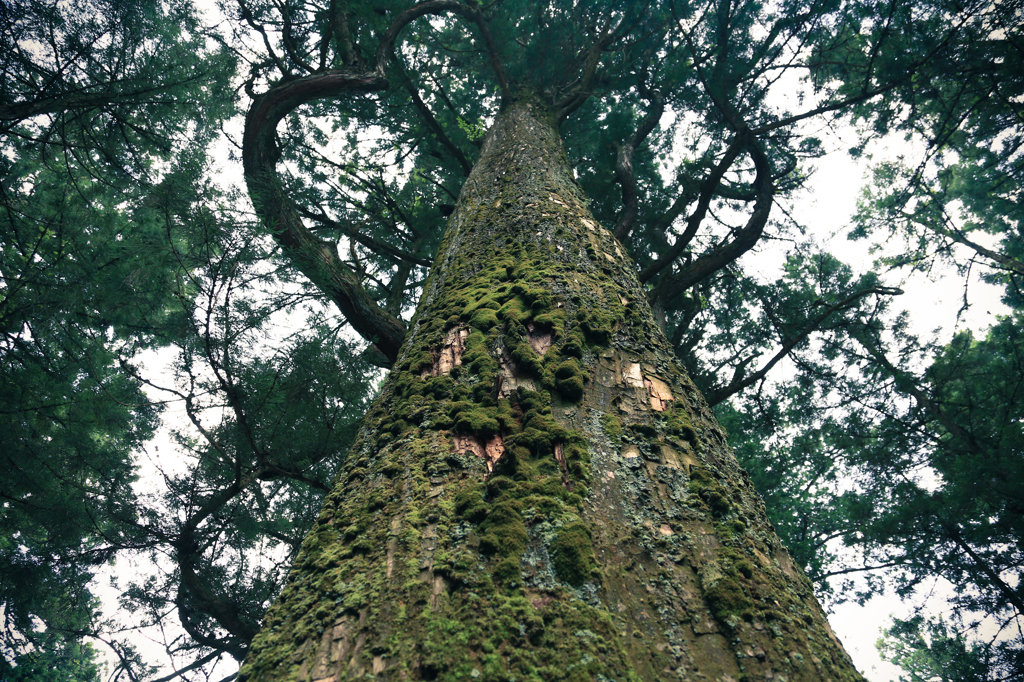 Life of Tree