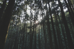 Rays Of Light