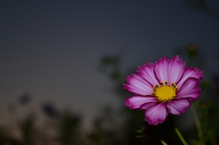 夜秋桜