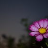 秋の花