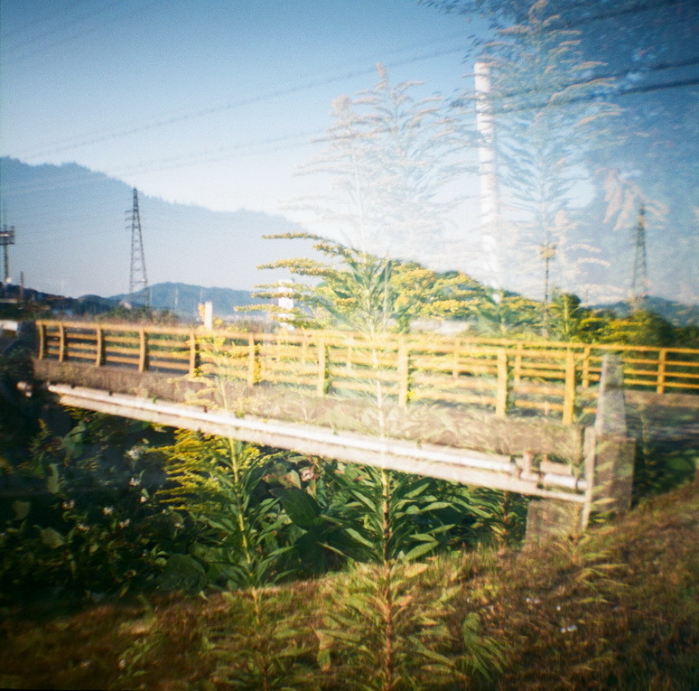 キリン草